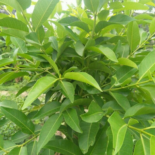 LÁ VỐI NẾP TƯƠI/KHÔ