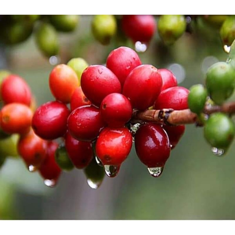 1 kg Cafe Da Vàng Lụa 2 gói 500g