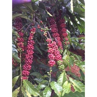 1 kg Cafe Da Vàng Lụa 2 gói 500g