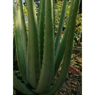 Nha đam mỹ cây cao 25cm - 30cm