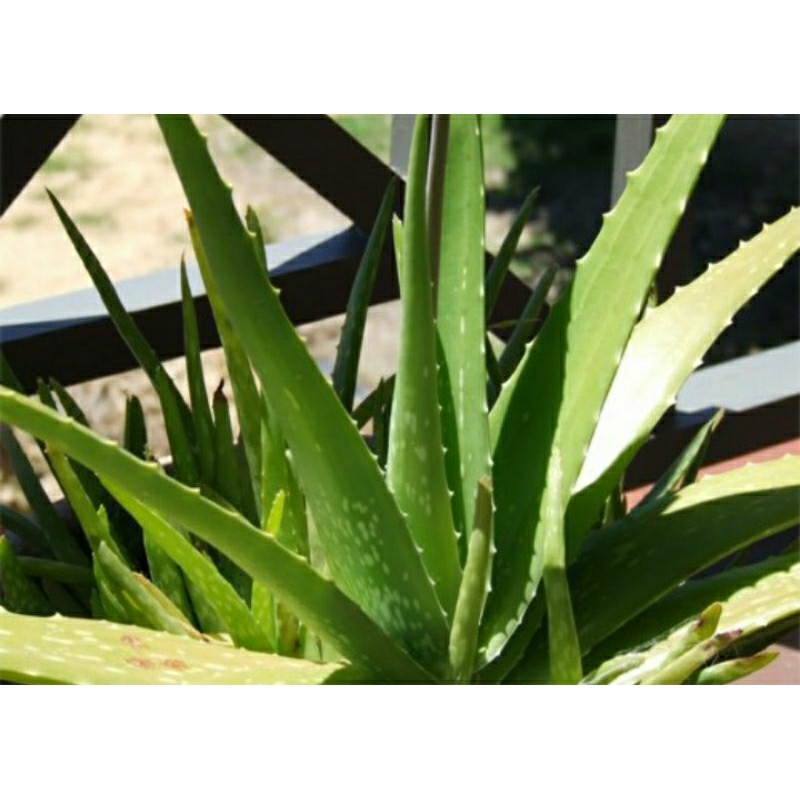 Nha đam Mỹ cây cao 22cm - 27cm