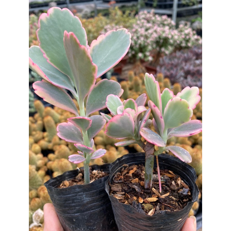 Cây sen đá sò hồng sò var kalenchoe _🌱 hàng sẵn vườn boybongarden