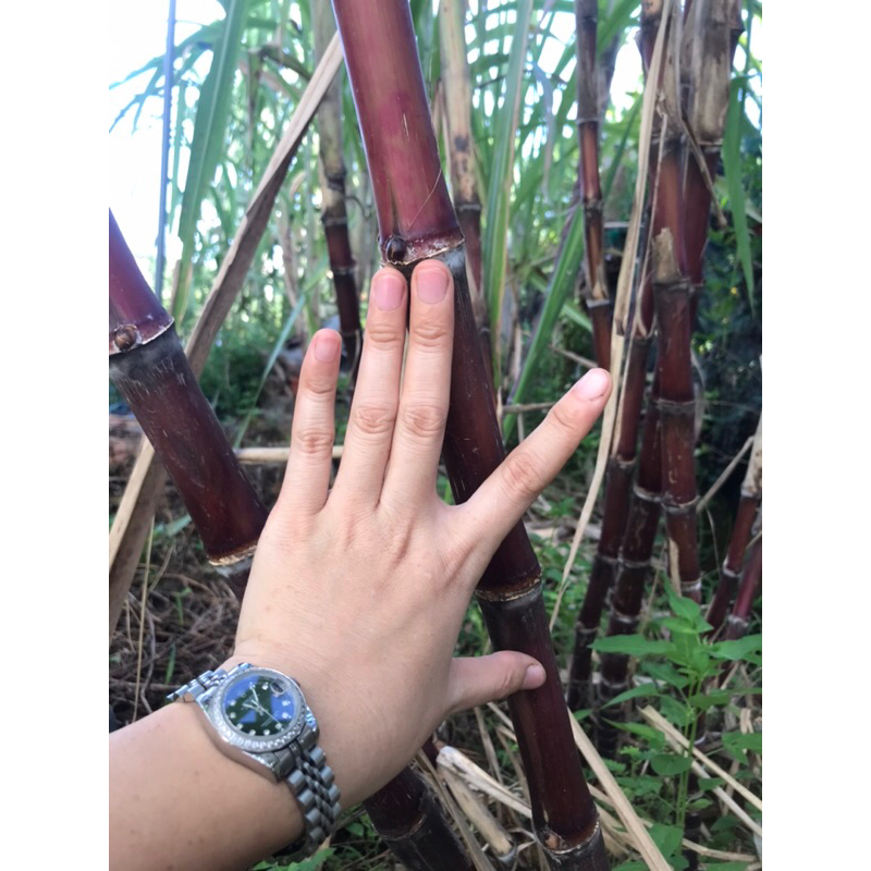 4 Đoạn Mía Thanh Diệu Làm Giống