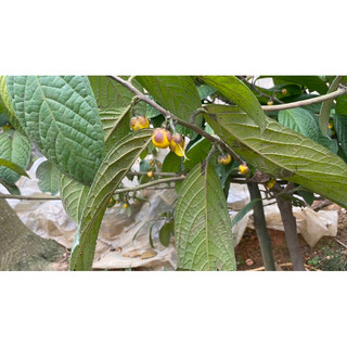 trà hoa vàng ươm hạt Tam Đảo