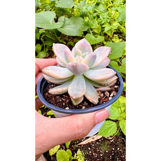 sen đá đá tuyết var