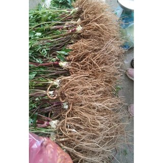 SÂM ĐƯƠNG QUY TƯƠI (SIZE 4-5 CỦ /1 KG )