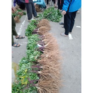 SÂM ĐƯƠNG QUY TƯƠI (SIZE 4-5 CỦ /1 KG )
