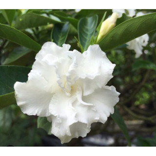 Cây hoa Ngọc bút- -mua5Tặng1