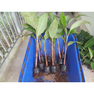 Cây giống chuối đỏ Dacca
