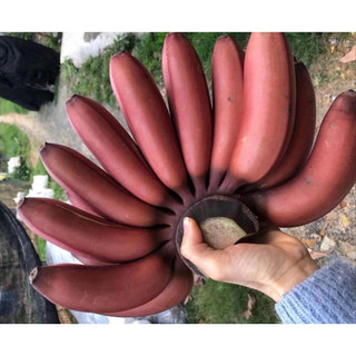 Cây giống chuối đỏ Dacca