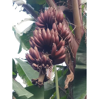 Cây giống chuối đỏ Dacca