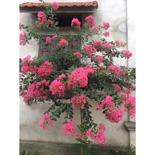 Cây hoa tường vi hồng