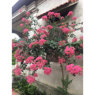 cây hoa tường vi hồng