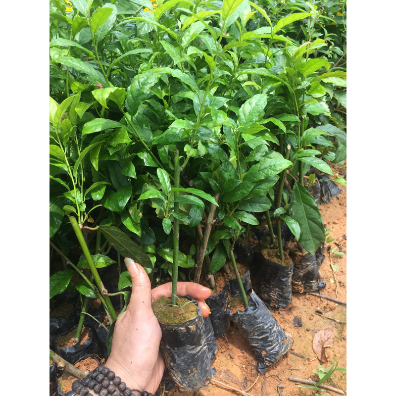 Com bo 3 cây xạ đen