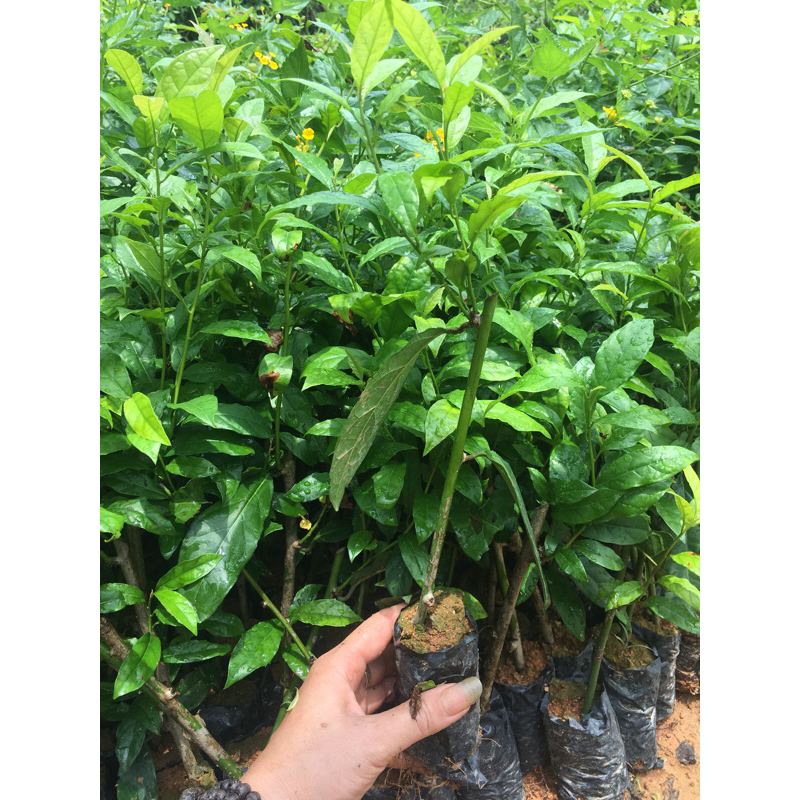 Com bo 3 cây xạ đen