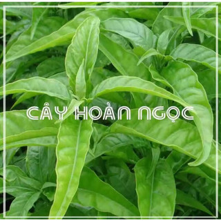 Cây hoàn ngọc,2-3 cây một bầu ảnh thật tại vườn