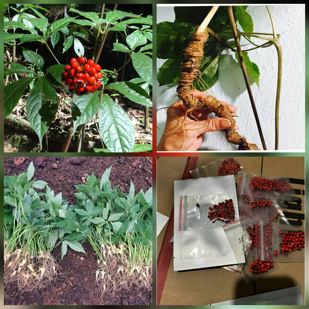 Hạt Giống Sâm Ngọc Linh ( 50 hạt )