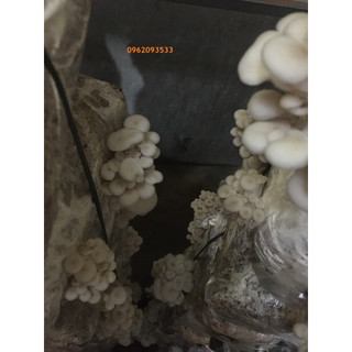 Bịch phôi nấm sò - Phôi nấm bào ngư