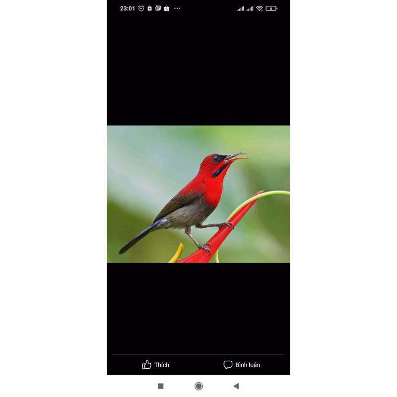 Combo X5 Gói Cám Hút Mật Lê Thịnh