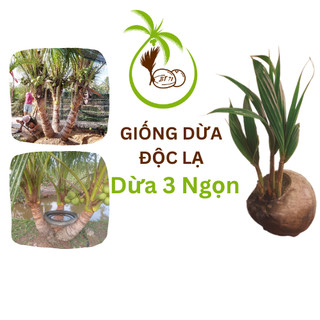Dừa 3 Ngọn - Giống Dừa Độc Lạ Bến Tre- Dừa Có 3 Thân Trong 1 Trái - Trồng Trái Như Bình Thường