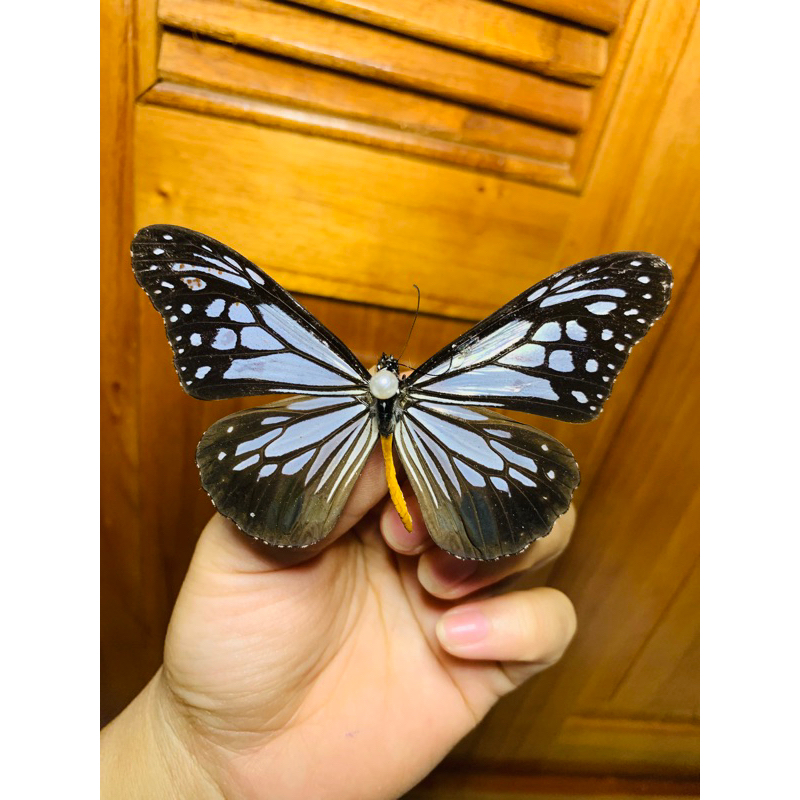 Bướm hổ cánh nâu