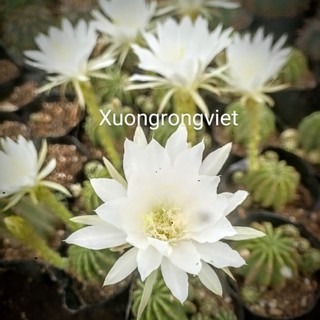 Xương rồng Echi hoa trắng 1