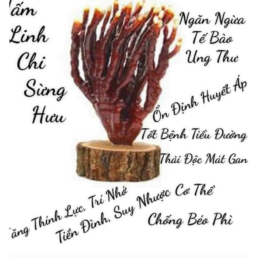 Nấm linh chi sừng hươu - rừng Tây Bắc