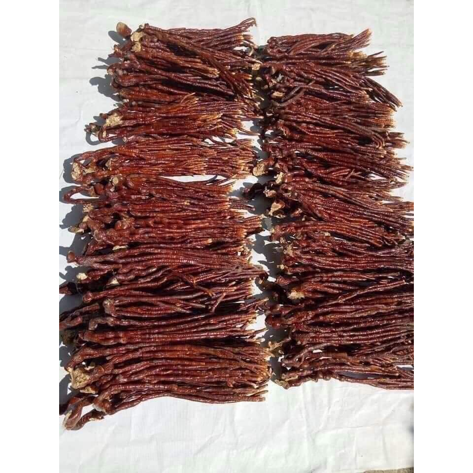 Nấm linh chi sừng hươu - rừng Tây Bắc