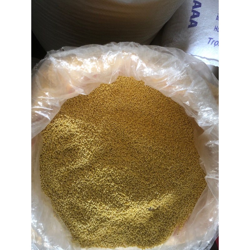 kê nếp vàng nghệ an