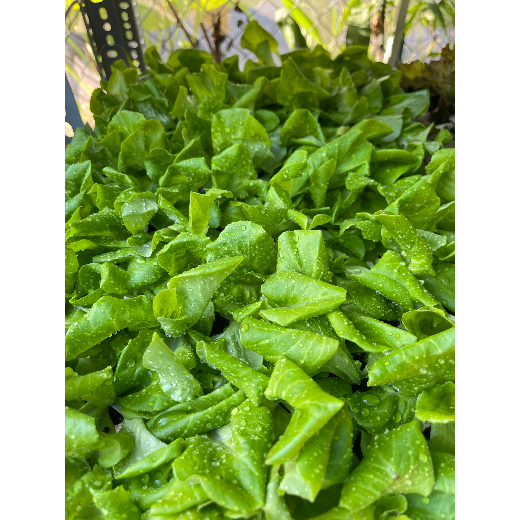 Combo 10 cây con xà lách Búp