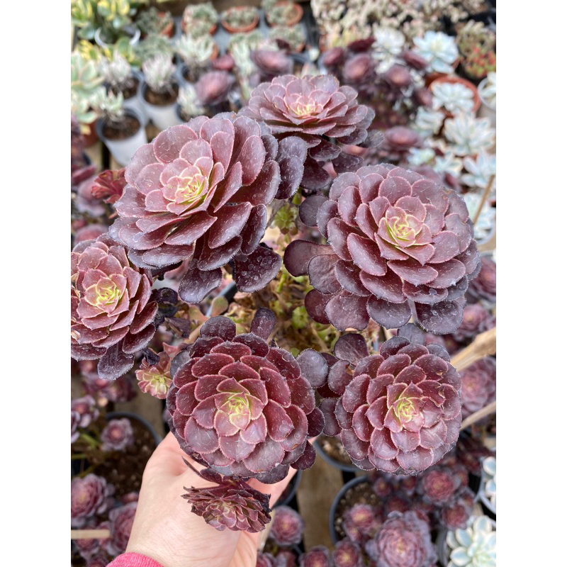 cây sen đá aeonium tím bụi cánh tròn_🌱hàng sẵn lựa thoải mái
