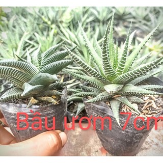 Móng rồng xoáy, viền trắng size từ 7cm trở lên