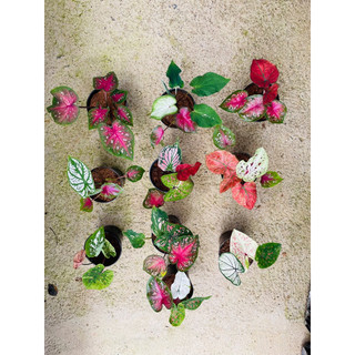 Chậu mềm caladium Thái mix màu