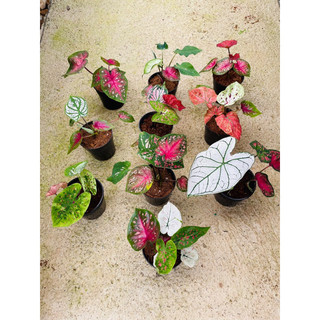 Chậu mềm caladium Thái mix màu