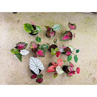 Chậu mềm caladium Thái mix màu
