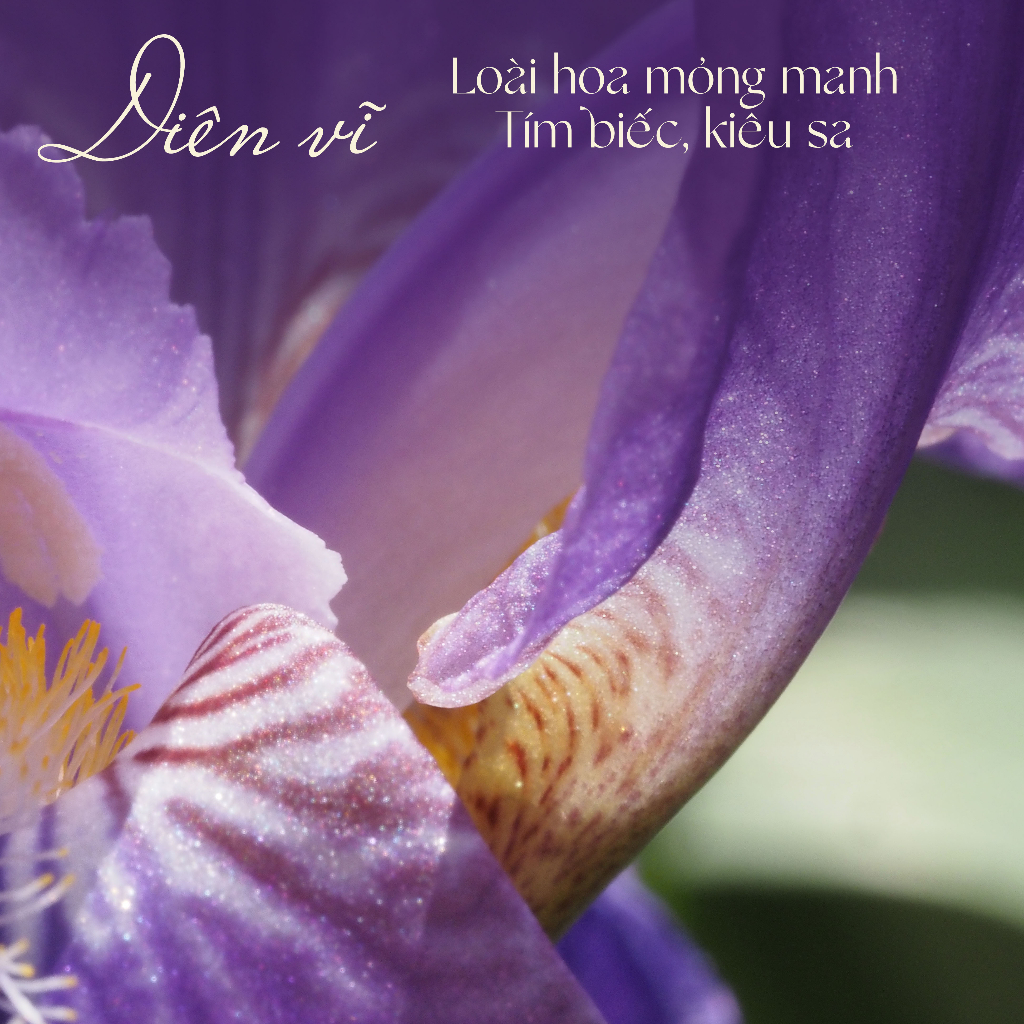 Be With Me - Nến thơm hương hoa Diên Vĩ, Hoa Hồng