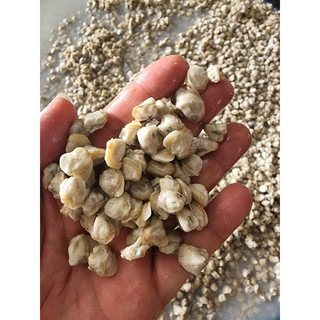 1kg ruột hến làm sạch khay
