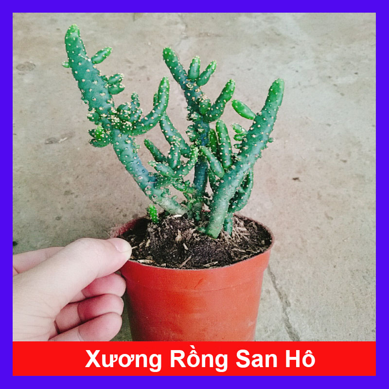 Cây Xương Rồng San Hô - cây cảnh để bàn