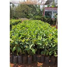 Cây Giống Bơ 034