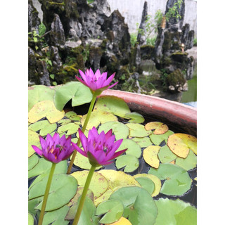 Cây hoa súng