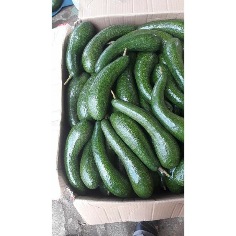 Cây Giống Bơ 034