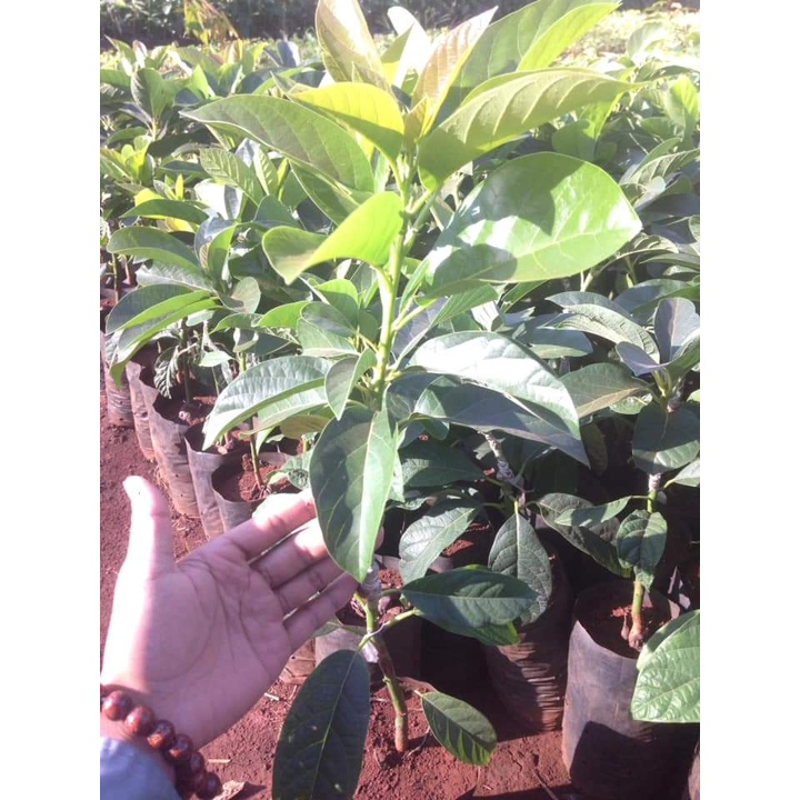 Cây Giống Bơ 034