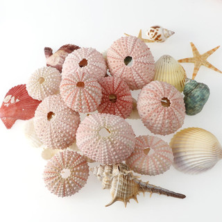Vỏ ốc, nhím biển tự nhiên 100%, sao biển trang trí bể cá, làm đồ handmade, phụ kiện chụp ảnh