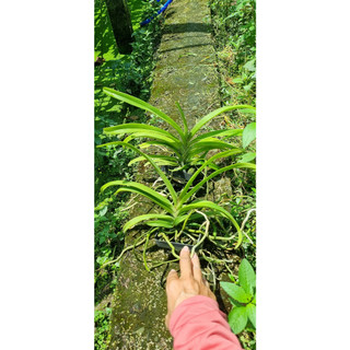 Hoa lan ngọc điểm lai Vanda