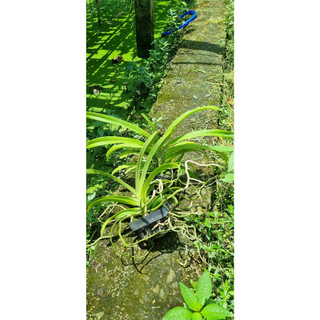 Hoa lan ngọc điểm lai Vanda