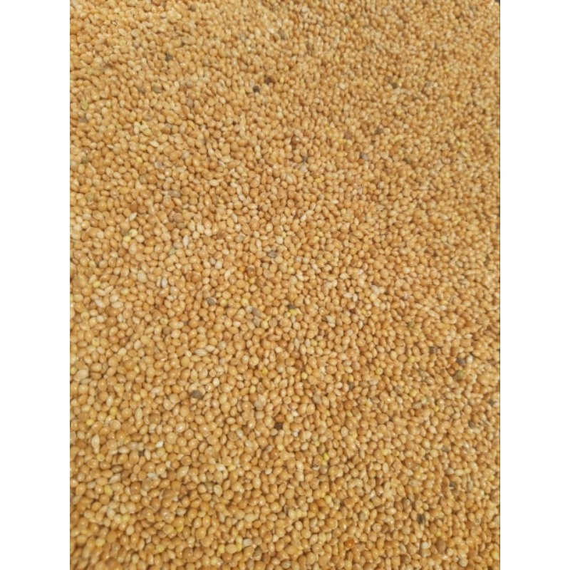 0.5kg ~1kg Hạt kê vàng giành cho chim yến hót, manh manh, yến phụng , vẹt