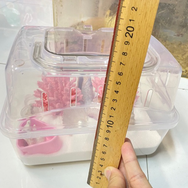 Combo hộp nhỏ 22cm BẢNG 1 nuôi ốc mượn hồn, ốc rụt rè, dã tràng, cua ẩn sỉ, hermitcrab