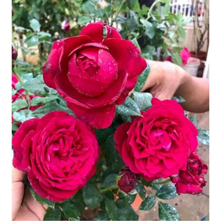 Hoa hồng ngoại Janice Kellogg MÀU ĐỎ hồng leo