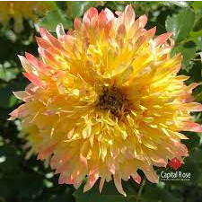 gốc Hoa hồng firework ruffle (gốc rễ trần)