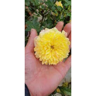 gốc Hoa hồng firework ruffle (gốc rễ trần)